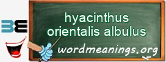 WordMeaning blackboard for hyacinthus orientalis albulus
